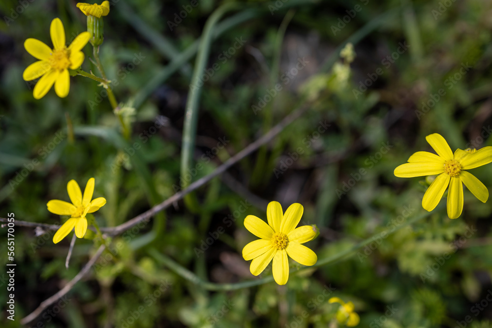 Obraz premium Flora of Greece. Therapeutic plant (Senecio leucanthemifolius Poir.) with yellow flowers growing in a field close-up in spring
