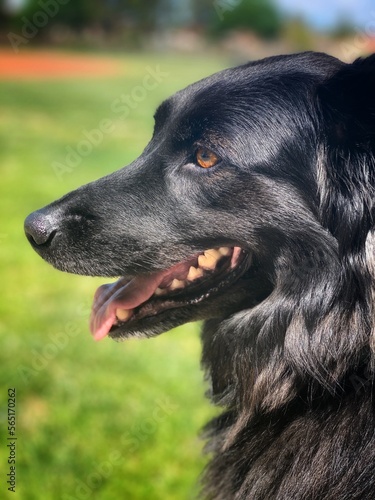 Side profile of black dog at park © kenny