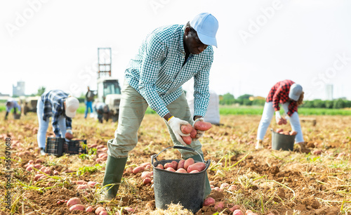 Young adult African American male farmer harvesting potatoes on field at vegetable farm © JackF