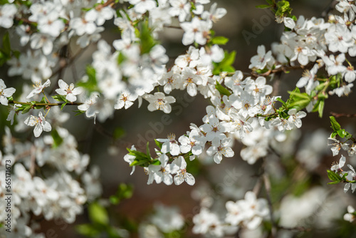 Flowering fruit tree. White flowers on the tree in spring. Signs of spring.