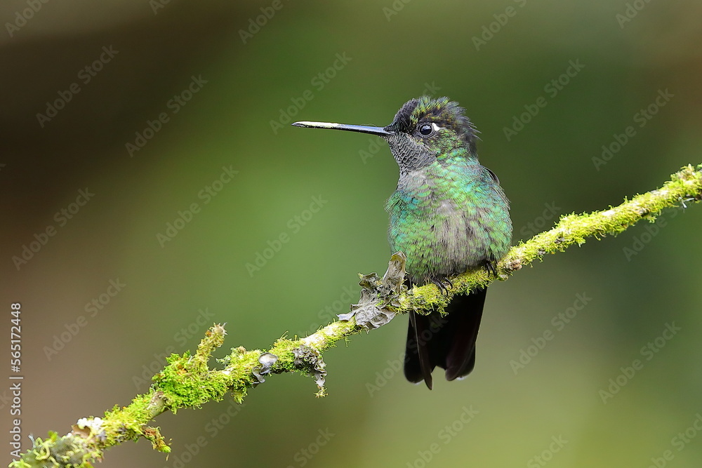 Fototapeta premium Magnificent Hummingbir, Eugenes fulgens, Costa Rica