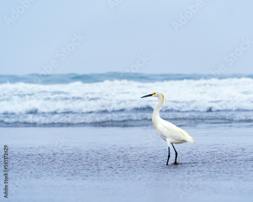 Garza blanca / White Heron