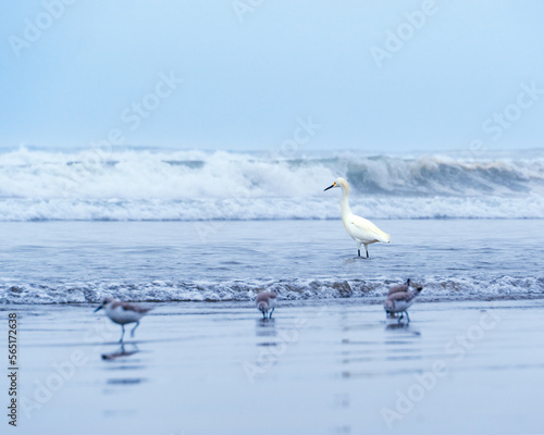 Garza peruana/ Peruvian Heron