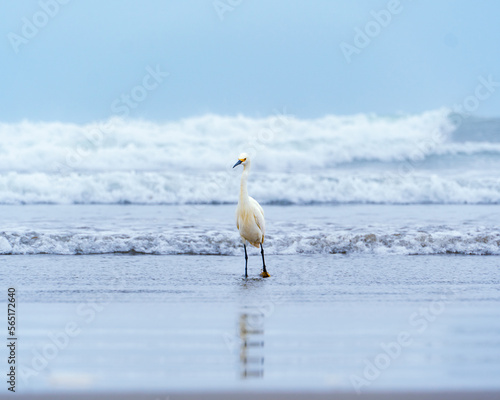Garza blanca / White Heron