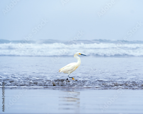 Garza blanca / White Heron