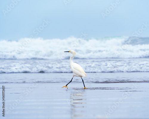 Garza blanca / White Heron photo