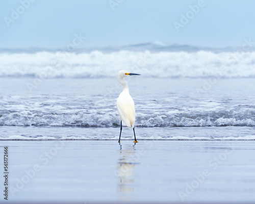 Garza blanca / White Heron