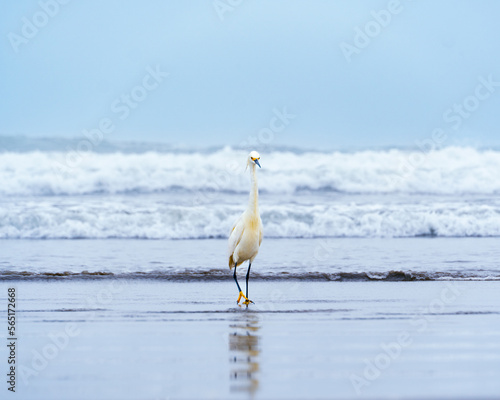 Garza blanca / White Heron