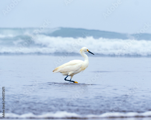 Garza blanca/ White Heron