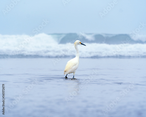 Garza blanca / White Heron