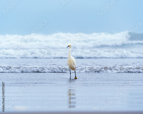 Garza blanca / White Heron