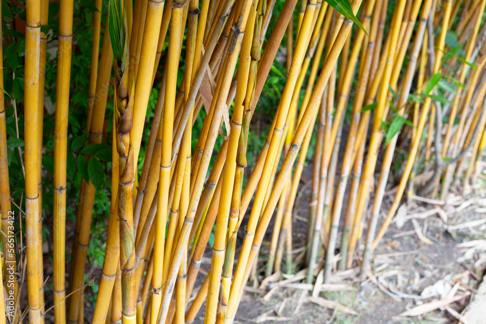 Yellow bamboo plant in the garden Yellow bamboo plant in the garden