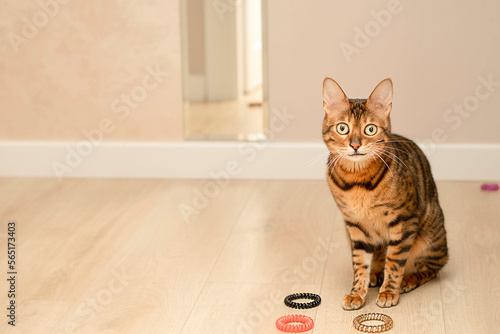 Animal. Beautiful red leopard bengal cat plays with rubber bands in the home interior. Beige background. Concept. Flashmob Ukraine.