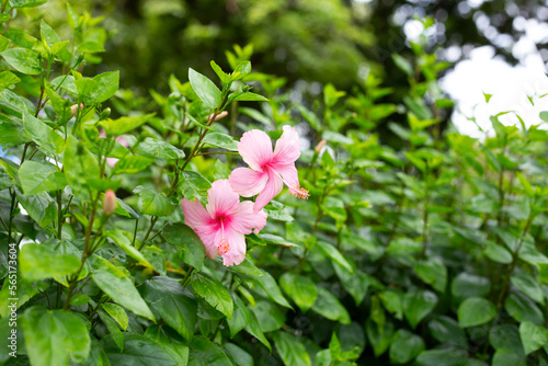 Blossom of pink hibiscus flower on tree