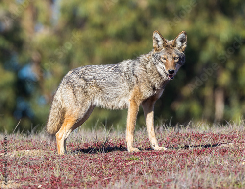Alert Coyote Looking at Camera. Arastradero Preserve, California, USA.
