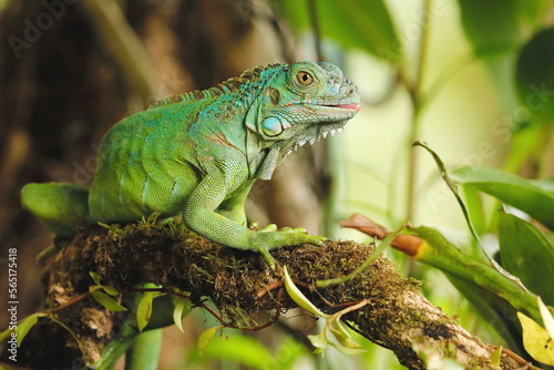 Green Iguana, Iguana iguana, Costa Rica photo