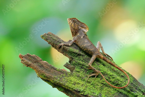 Helmeted lizard, Cory tophanes cristatus, Costa Rica photo