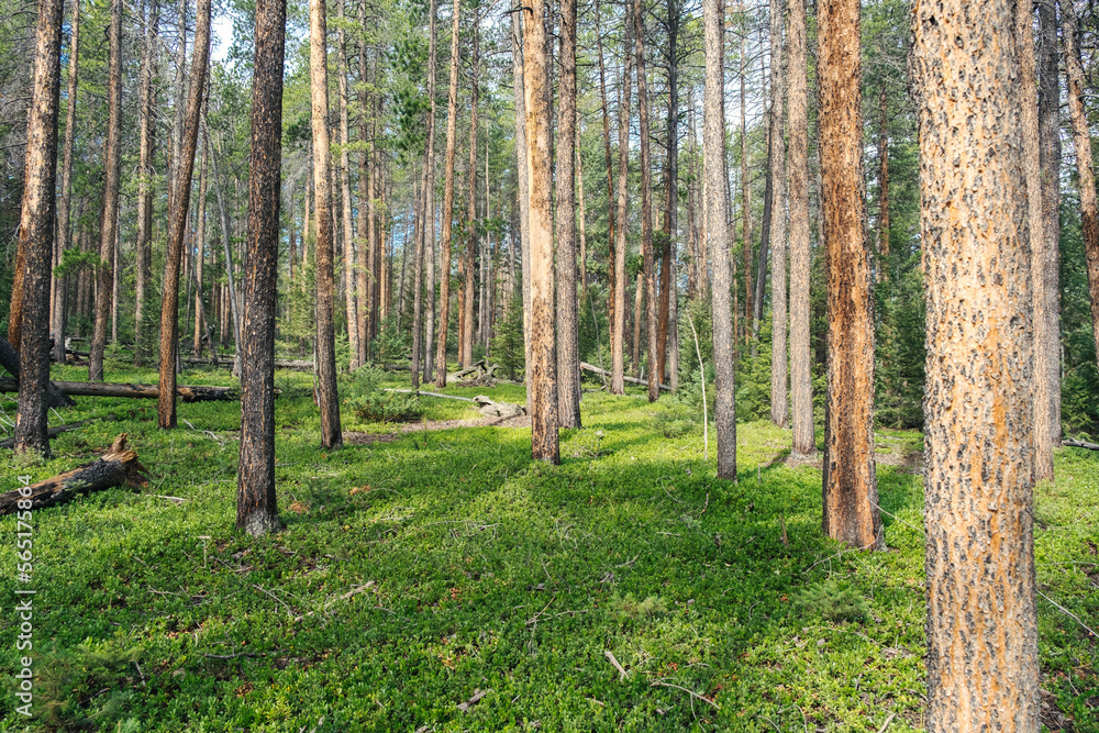 mossy forest