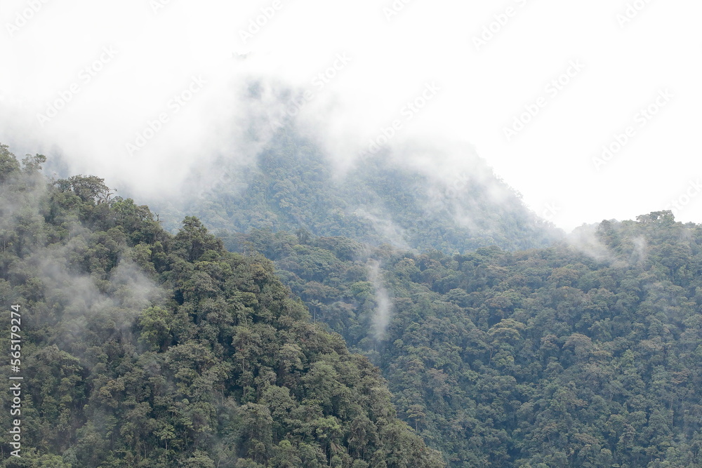 Mountain rainforest, Andes Ecuador