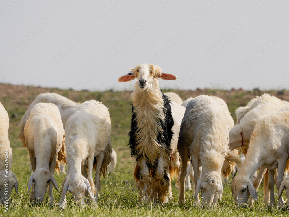 saudi arabian desert in winter season with goat farming saudi arabian desert in winter season with goat farming