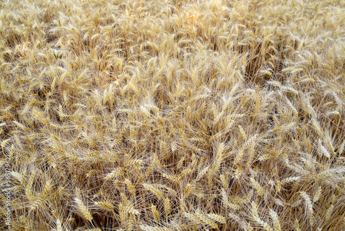 Wheat fields fully ripe at the end of summer