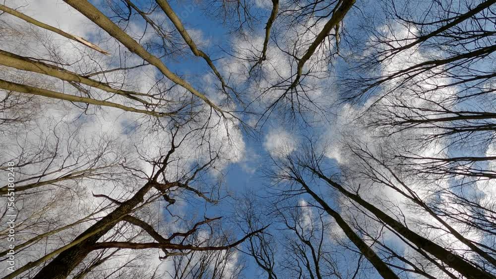 Tree Rising Up The trunks of bare trees rising up to a beautiful blue cloudy sky ...