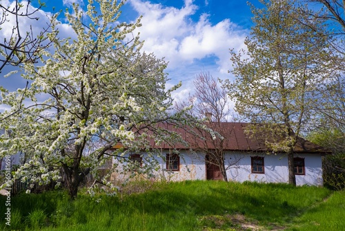 soviet era cosy clay country house facade, wall, roof and window, sweet cherry tree in generous blossom, desolation nostalgia mood, traditional folk architecture, rural tourism and history exploration