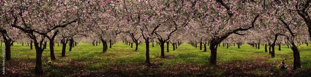 Panoramic image of an orchard of trees. Green grass and thin foliage on strong trees Panoramic image of an orchard of trees. Green grass and thin foliage on strong trees