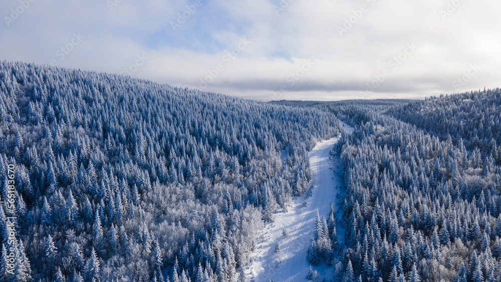 Naklejka premium Aerial view of the boreal forest crossed by a logging road on a cold winter day