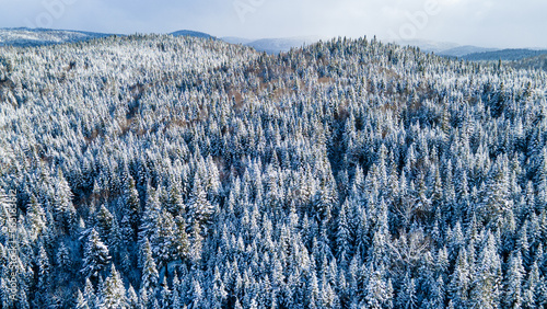 Aerial view of the boreal forest on a cold winter day