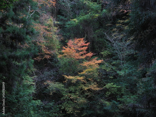山の中でポツンと赤くなっている紅葉