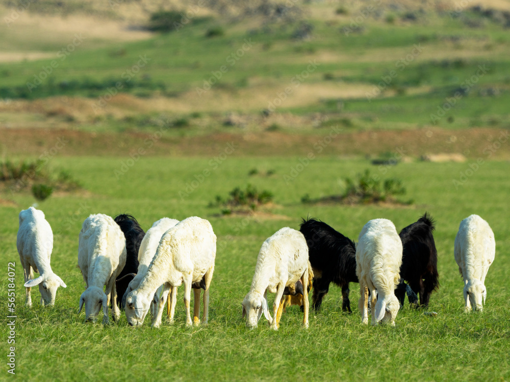 Obraz premium saudi arabian desert in winter season with goat farming