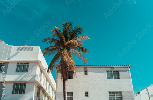 palm trees in front of a building classic views Miami Beach  © Alberto GV PHOTOGRAP