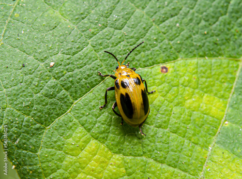 Epilachna borealis is a kind of yellow beetle that has a pattern of black spots on its back photo