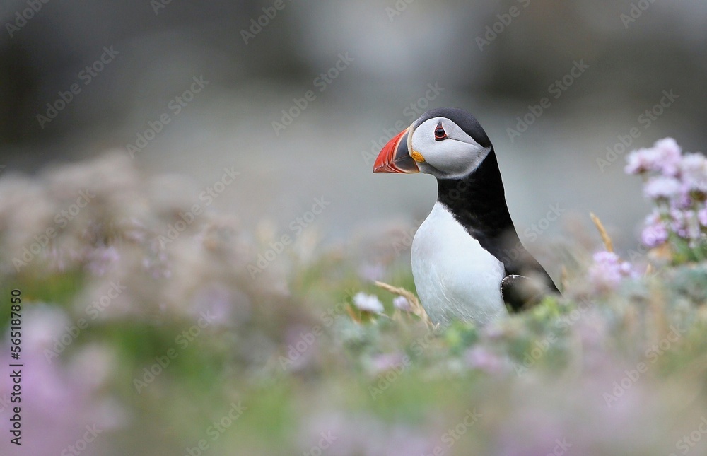 Atlantic puffin, Fratercula artica, Shetland Islands Atlantic puffin, Fratercula artica, Shetland Islands