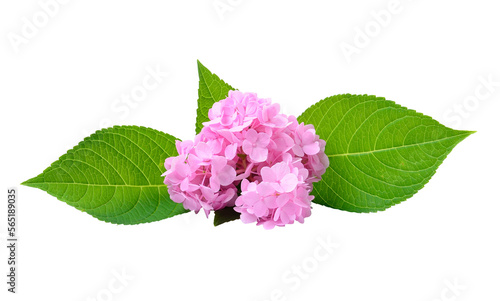 Hydrangea flower on transparent png