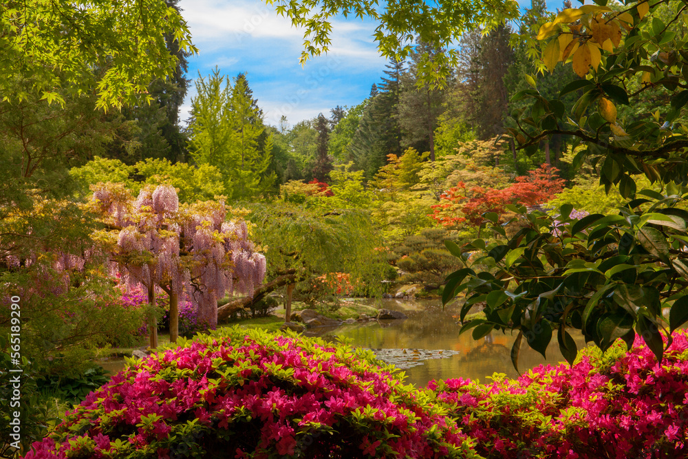 Beautiful, lush garden scene at Seattle Japanese Gardens in springtime
Beautiful, lush garden scene at Seattle Japanese Gardens in springtime