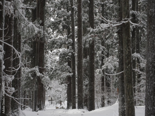 雪の積もった森の中の神社