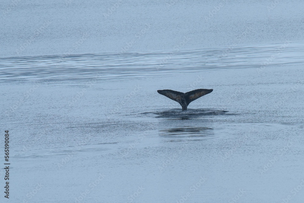 Fototapeta premium whale tail in the sea