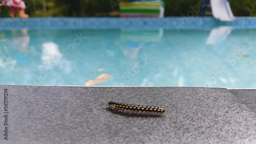 A small black millipede crawls on the edge of a swimming pool. photo