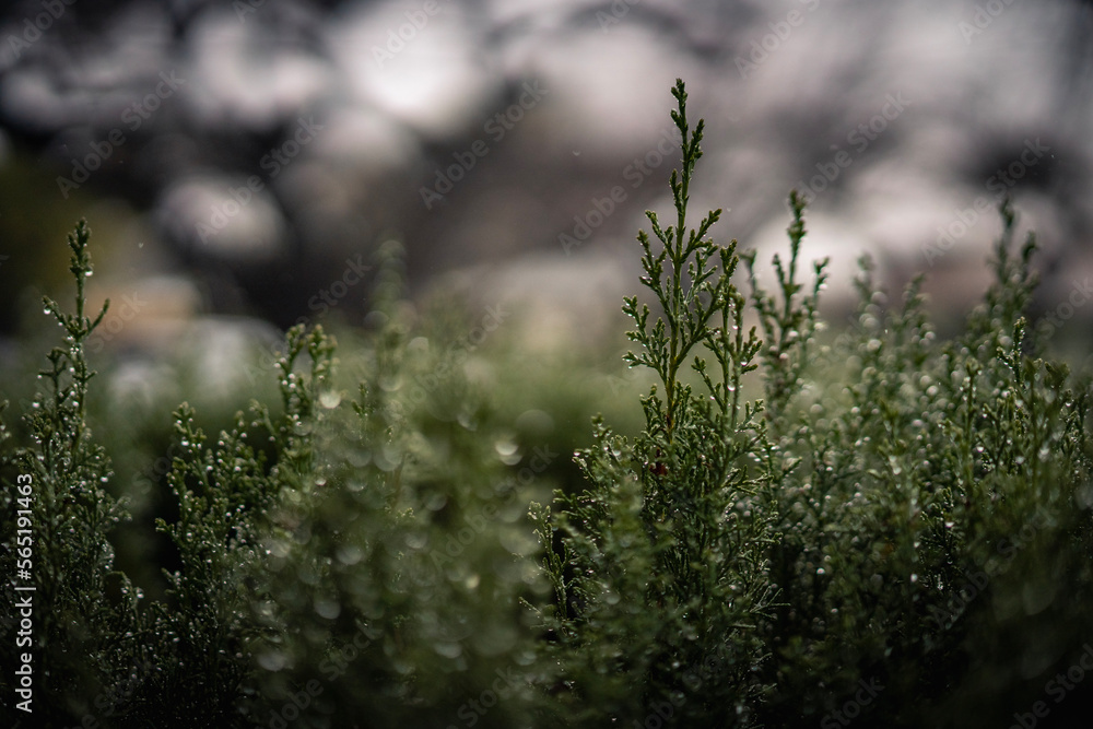 Fototapeta premium Rainy Day