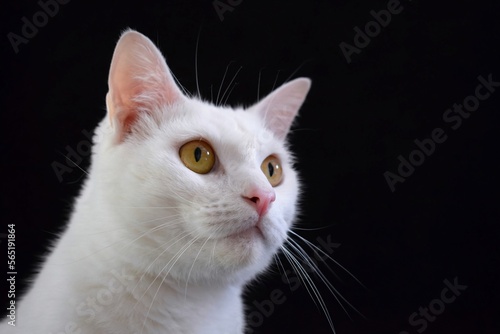 Attentive White Cat