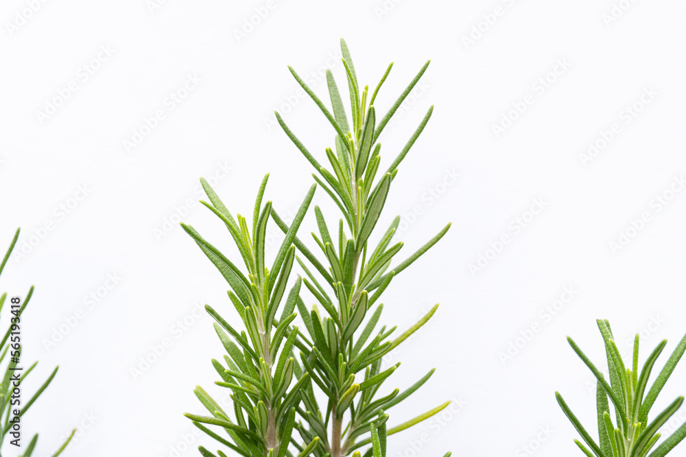textured rosemary branch on white background textured rosemary branch on white background