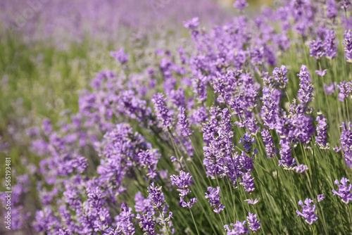 Fototapeta Naklejka Na Ścianę i Meble -  Beautiful blooming lavender field on summer day, closeup