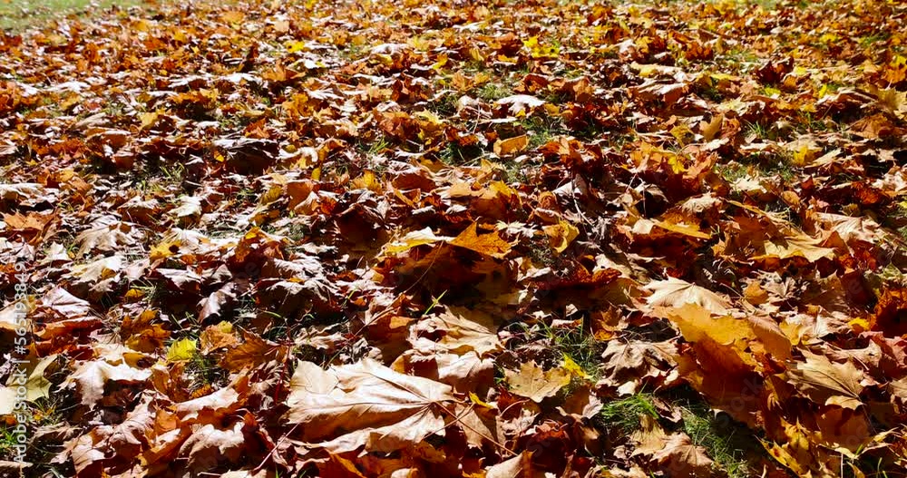 Autumn bright and beautiful maple foliage, sunlight illuminated maple foliage in the autumn season Autumn bright and beautiful maple foliage, sunlight illuminated maple foliage in the autumn season