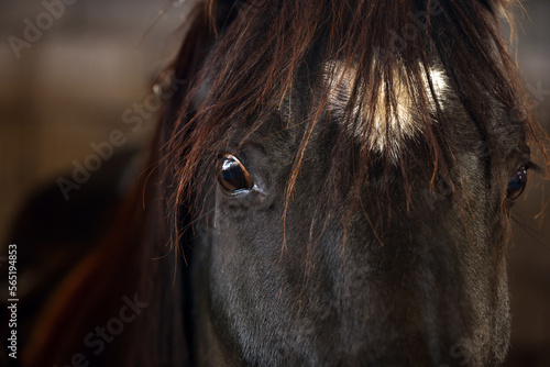 Adorable black horse in stable, closeup. Lovely domesticated pet