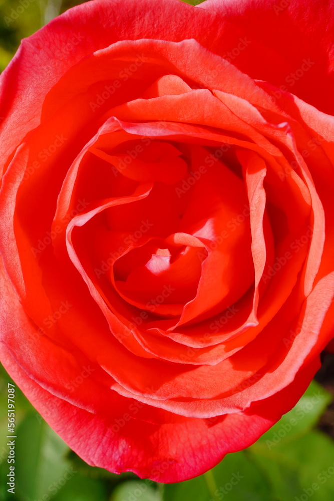 Beautiful red rose flower and green leaf on the vine in the winter of Florida Beautiful red rose flower and green leaf on the vine in the winter of Florida