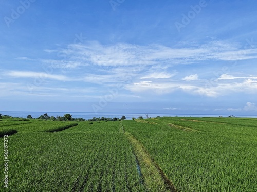 Paddy field and blue sky