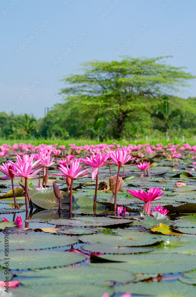 Fototapeta premium Pink Nymphaea lotus with leaves in pond