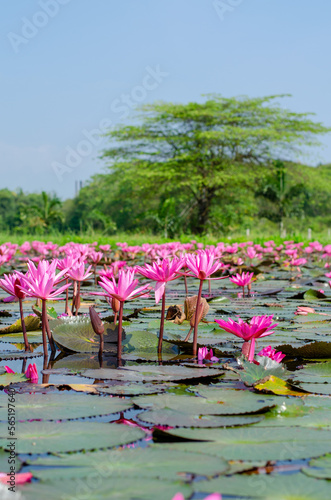 Pink Nymphaea lotus with leaves in pond © kedsirin
